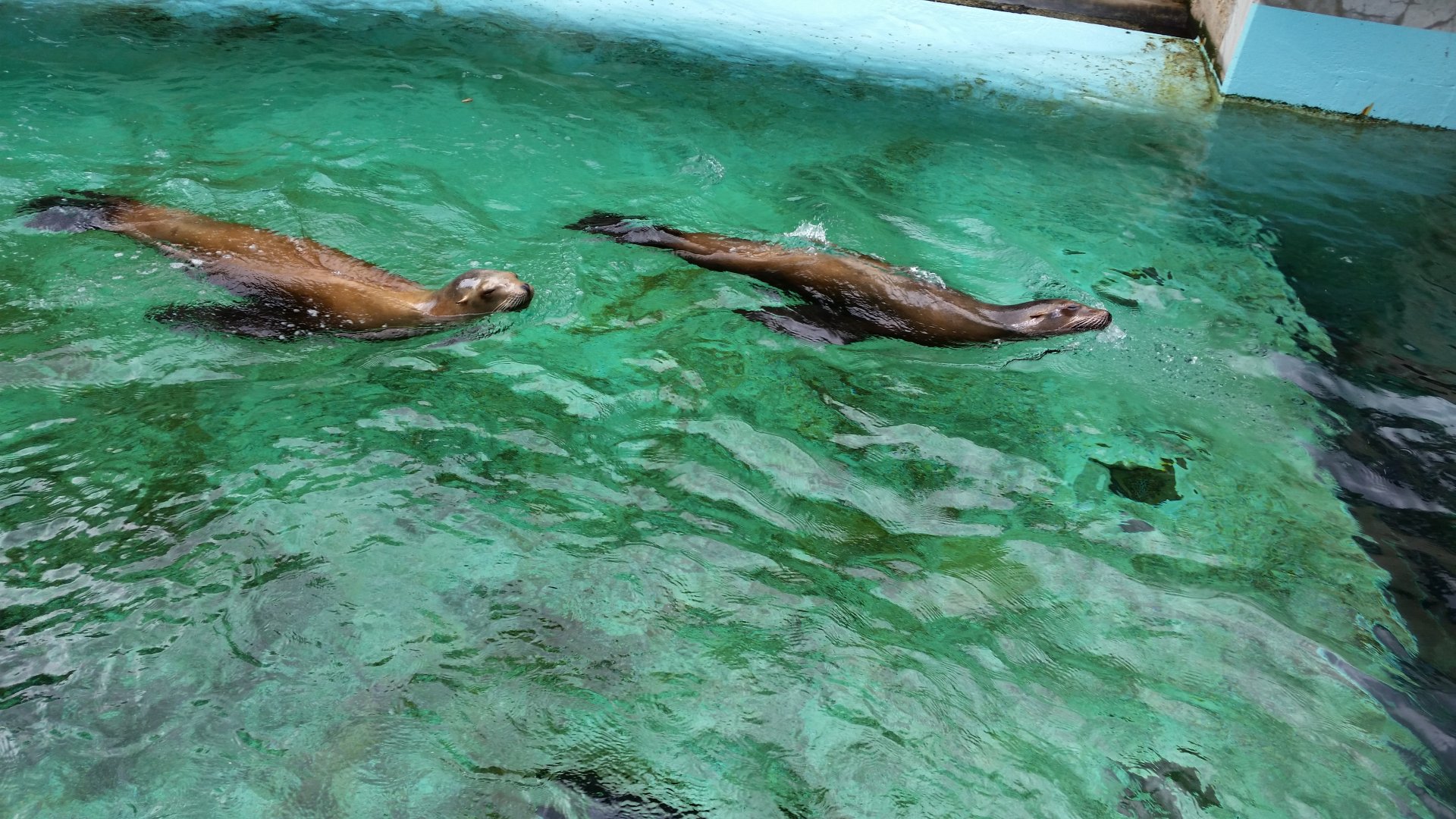 California Sea Lions, October 2018