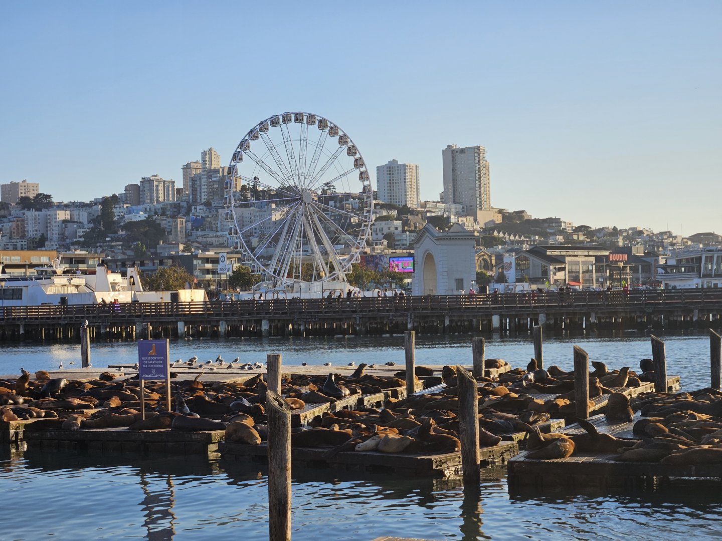 California Sea Lions (San Francisco)