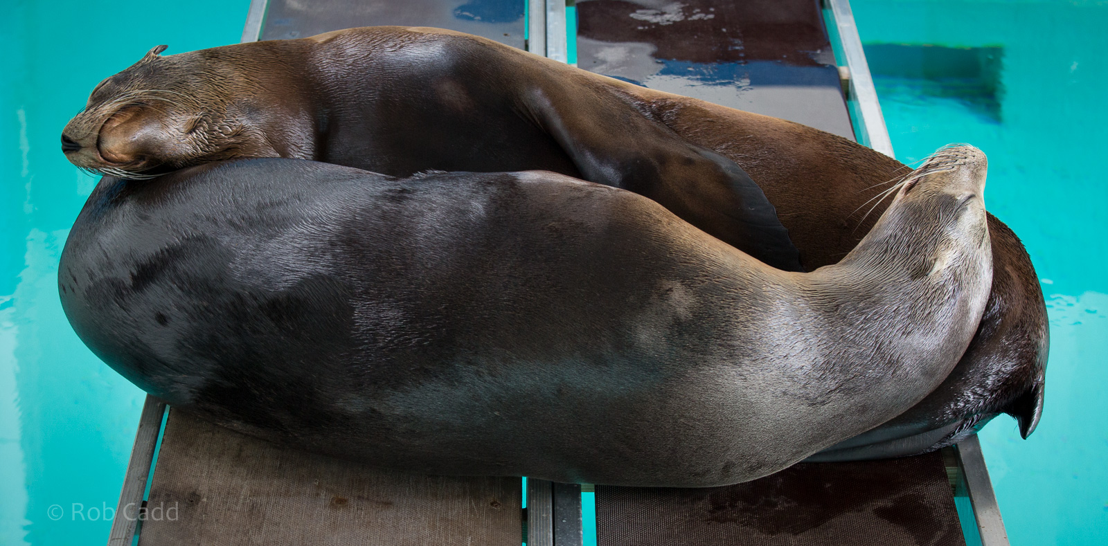 California sea lions (sleeping) : Whipsnade : 11 Jul 2014