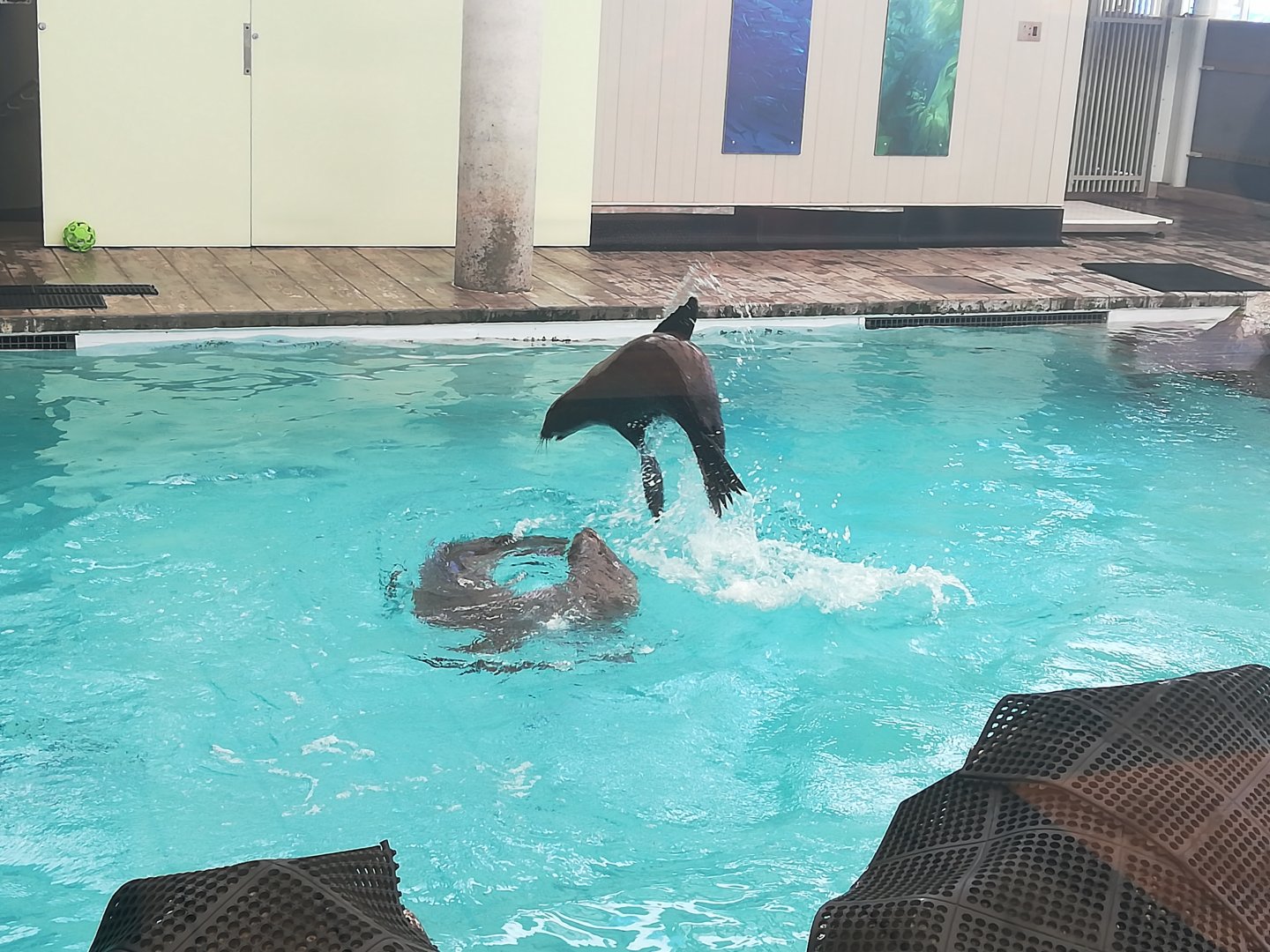 California sea lions - Tipper and Ron playing