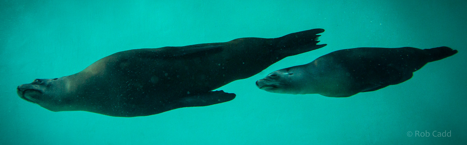 California sea lions (underwater) : Whipsnade : 05 Jul 2014