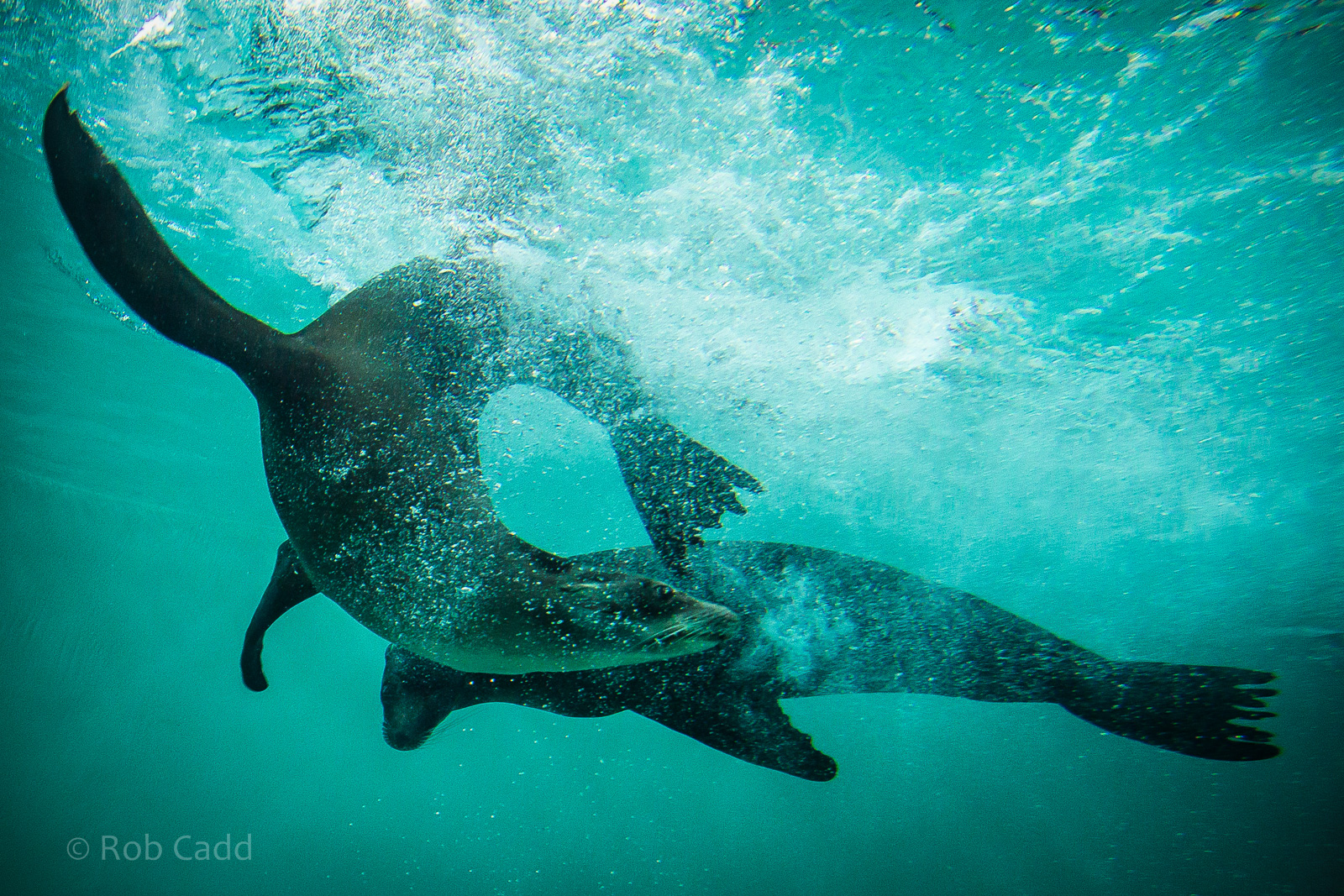 California sea lions (underwater) : Whipsnade : 05 Jul 2014