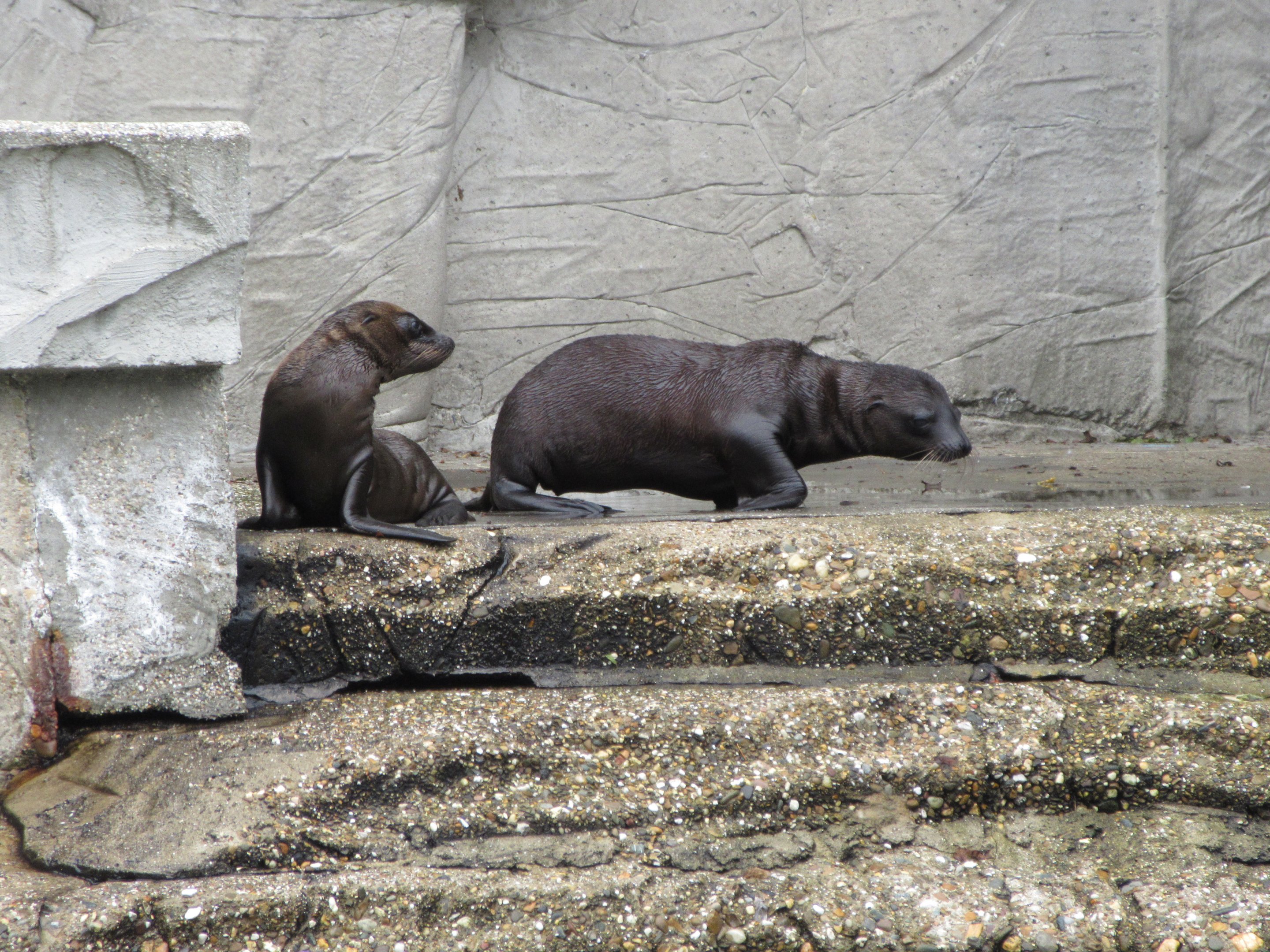 California Sea Lions (very young pups)