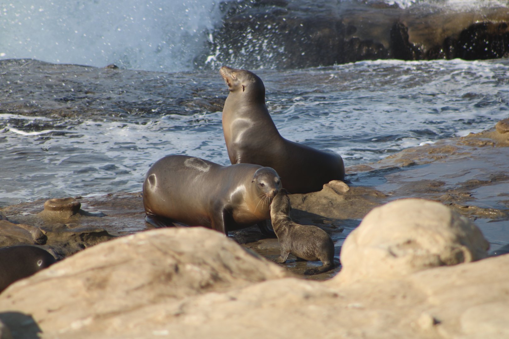 California Sea Lions with Pup (Z. californianus)