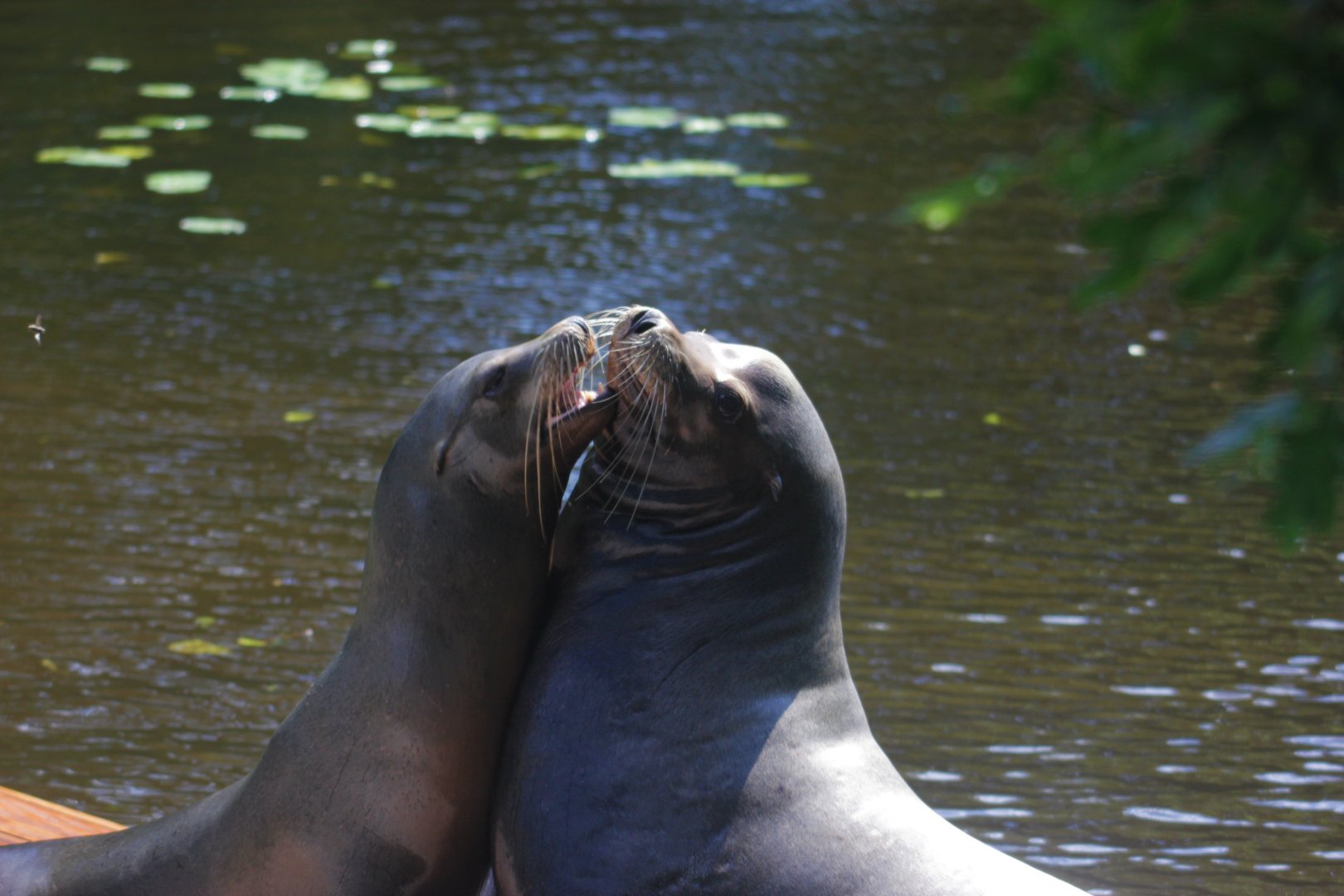 California sea lions Xiho and Teun