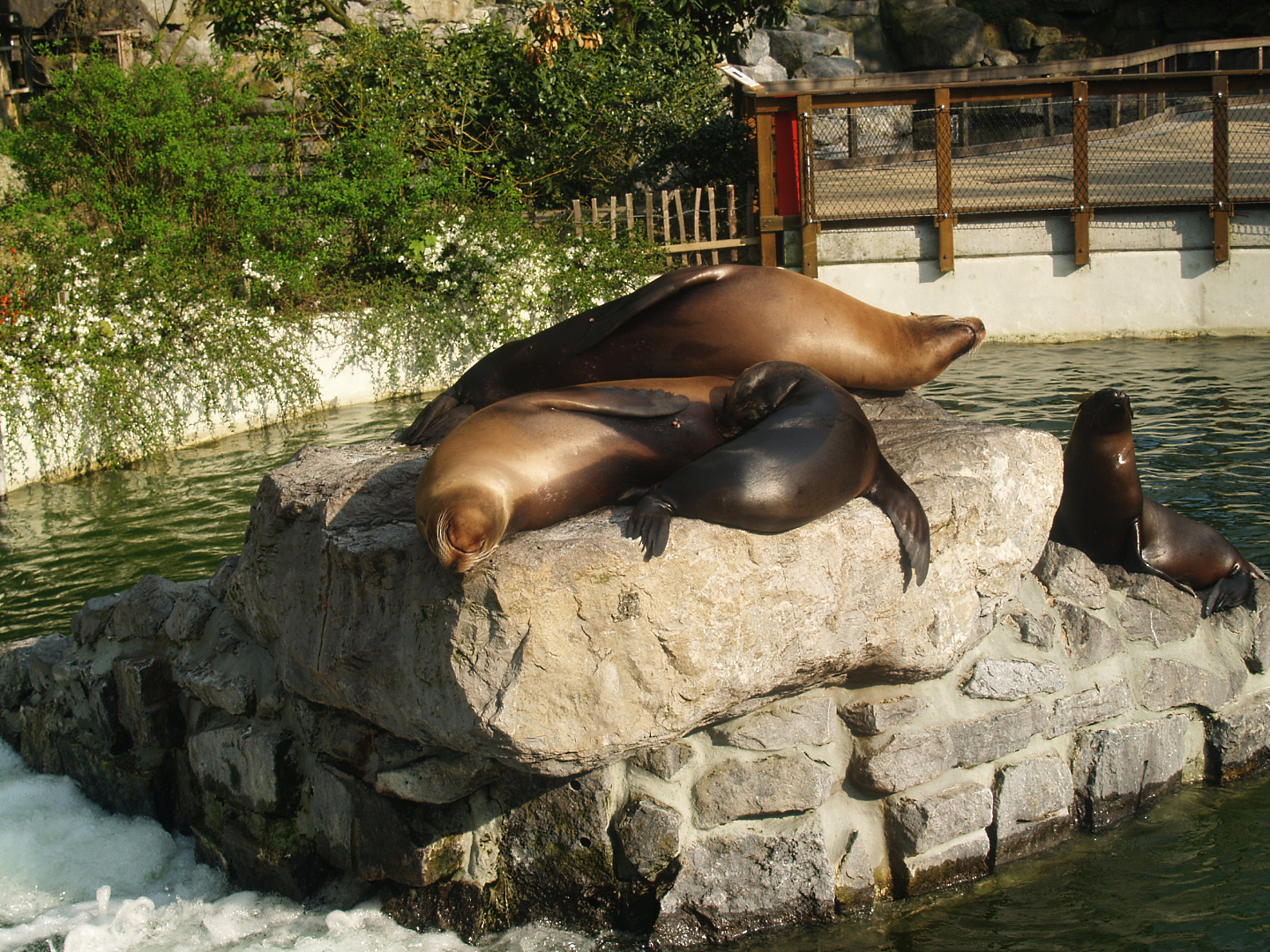 California sea lions (Zalophus californianus), 2009-04-19
