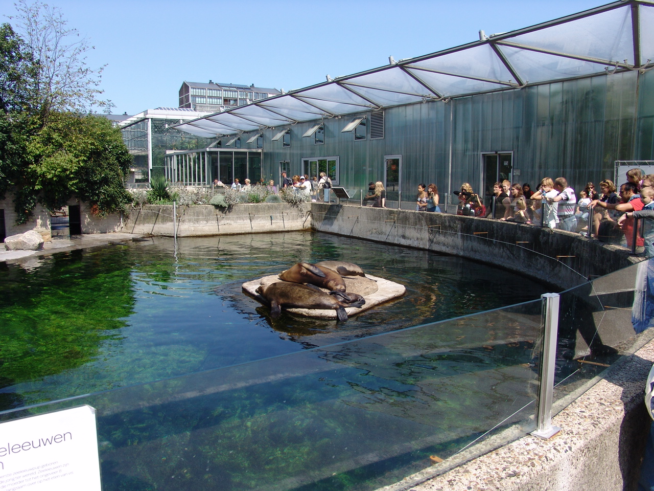 California sea lions' (Zalophus californianus) enclosure