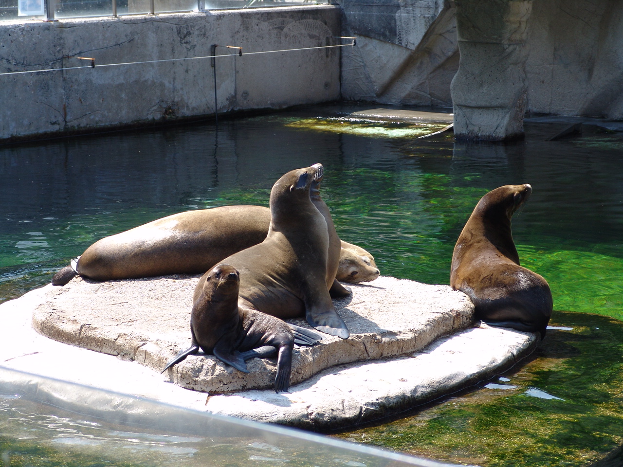 California sea lions (Zalophus californianus) with a pup