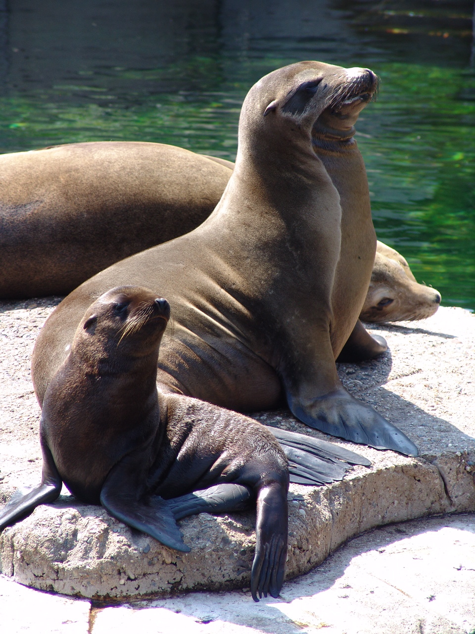 California sea lions (Zalophus californianus) with a pup