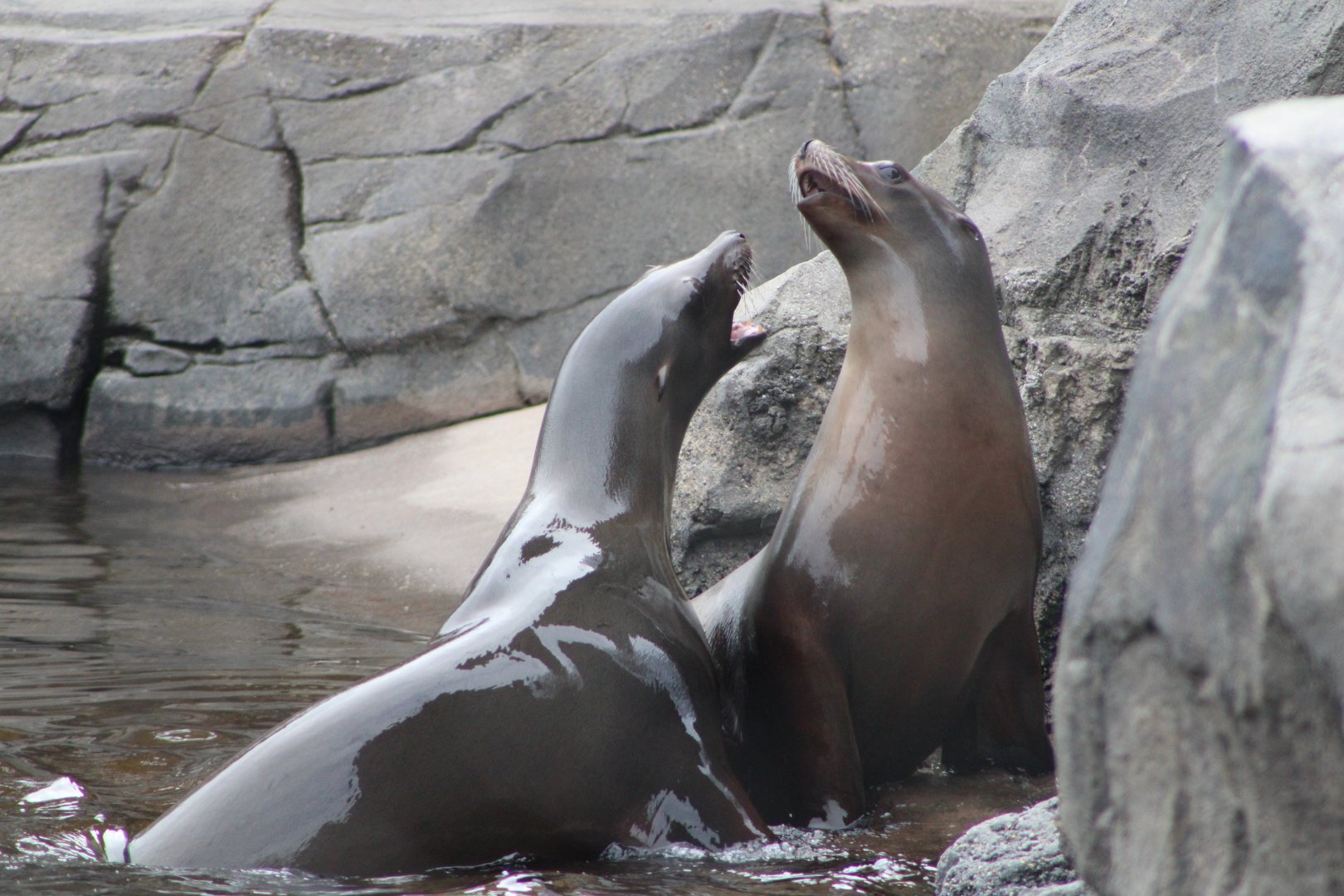 California Sea Lions (Zalophus californianus)