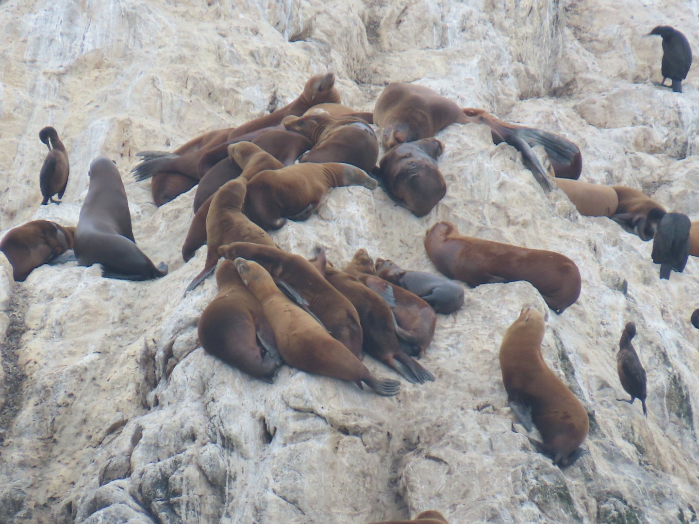 California Sea Lions (Zalophus californianus)