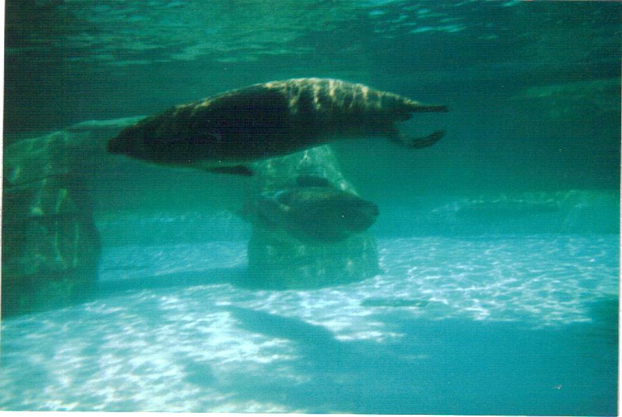 California Sea Lions