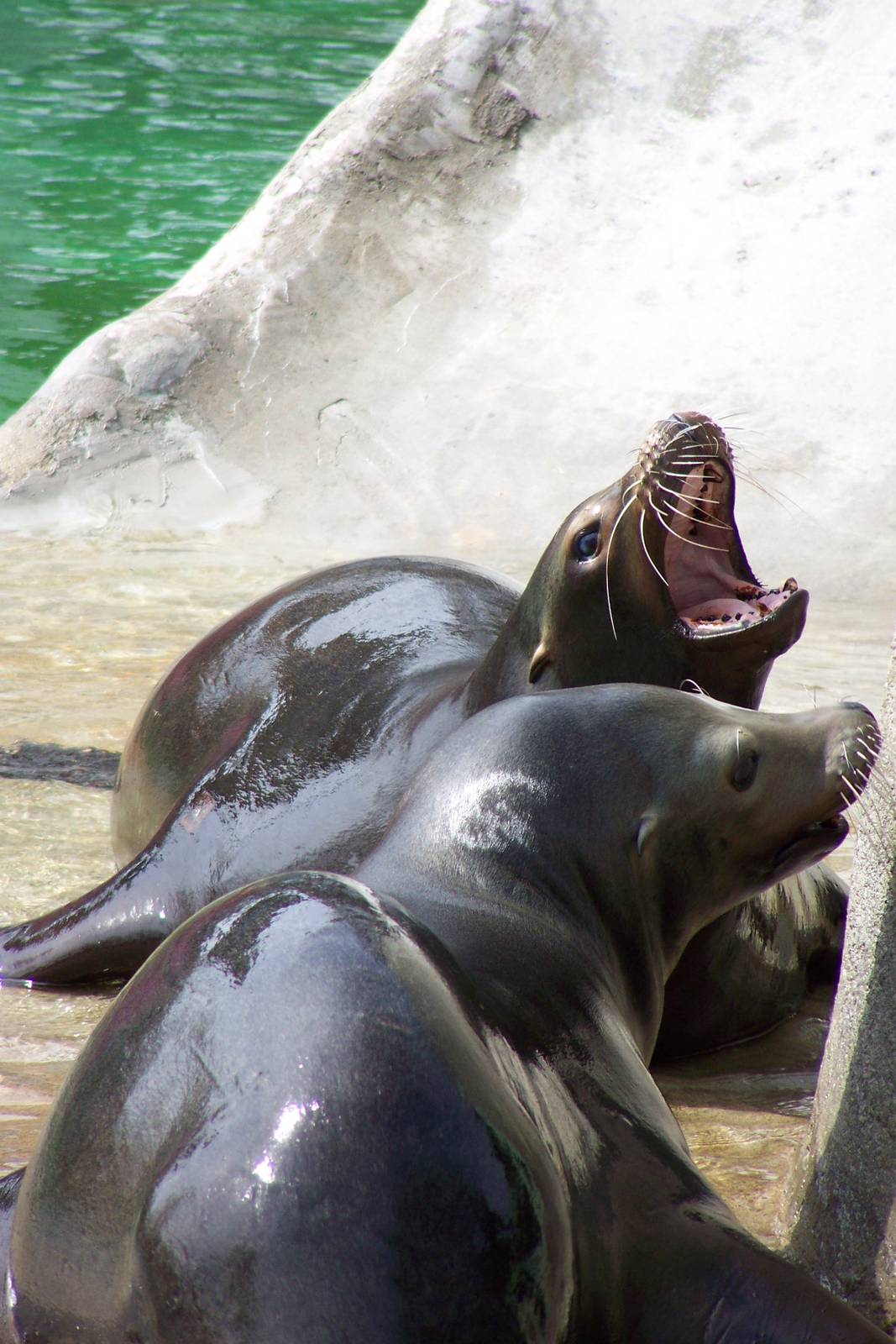 California Sea Lions