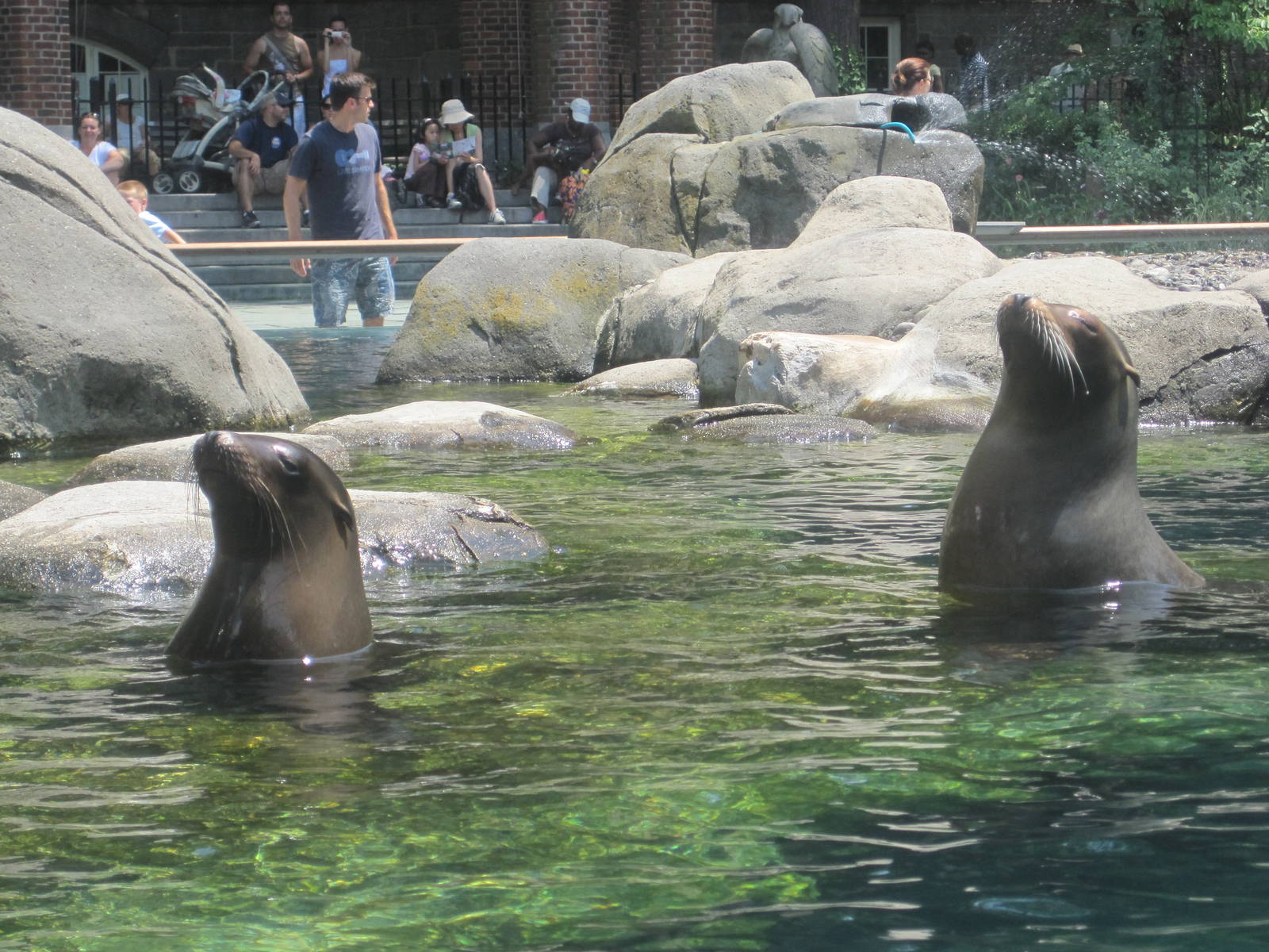 California Sea Lions