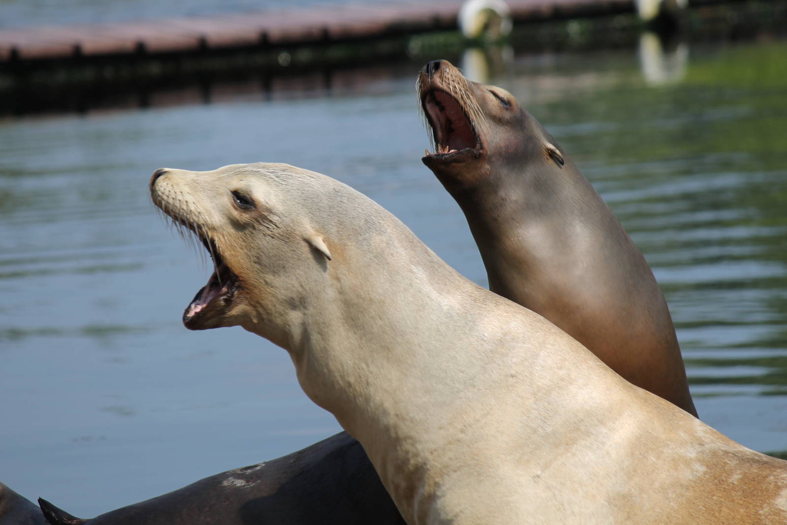 California sea lions.