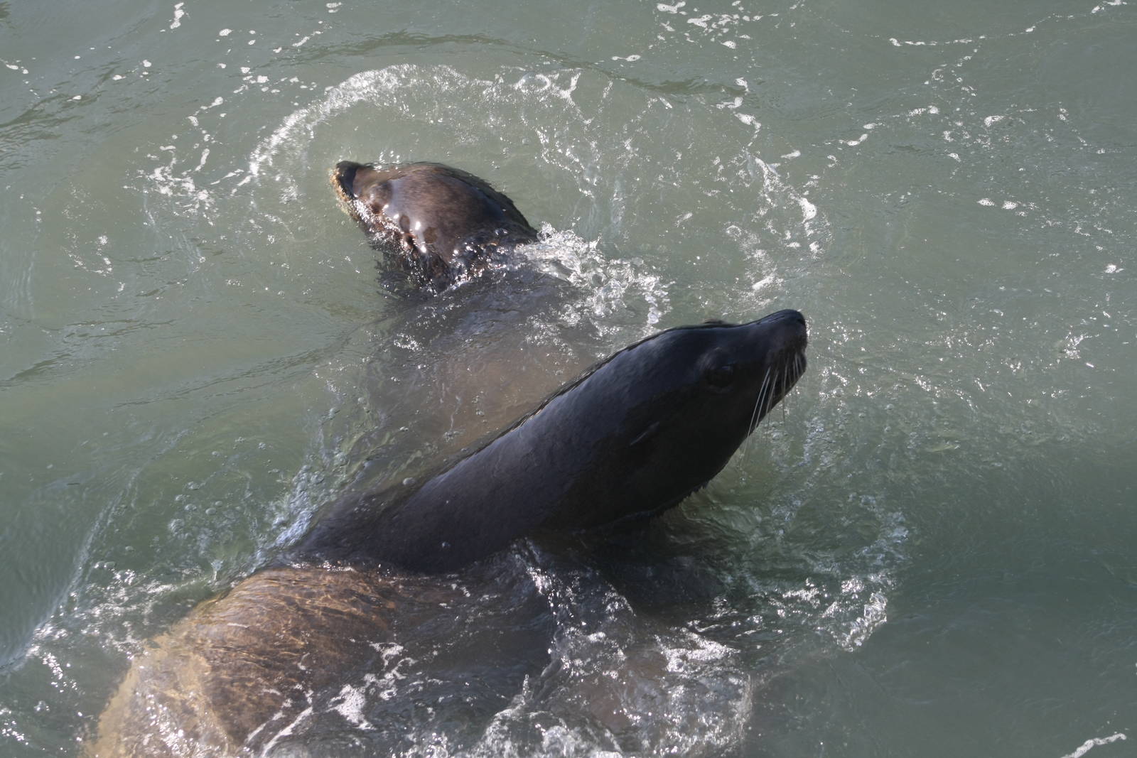 California Sea Lions
