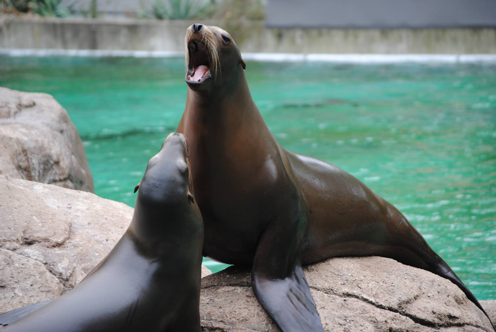 California Sea Lions