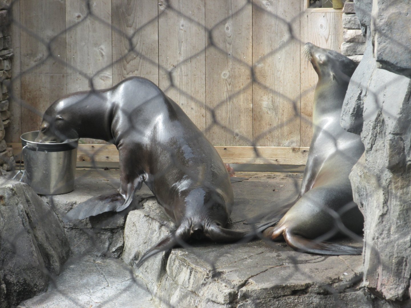california sea lions