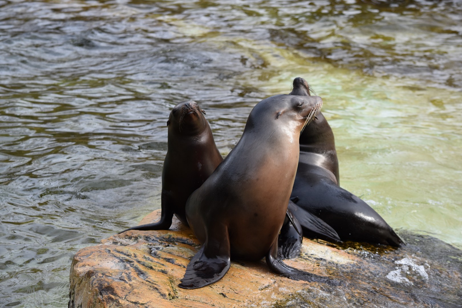 California sea lions
