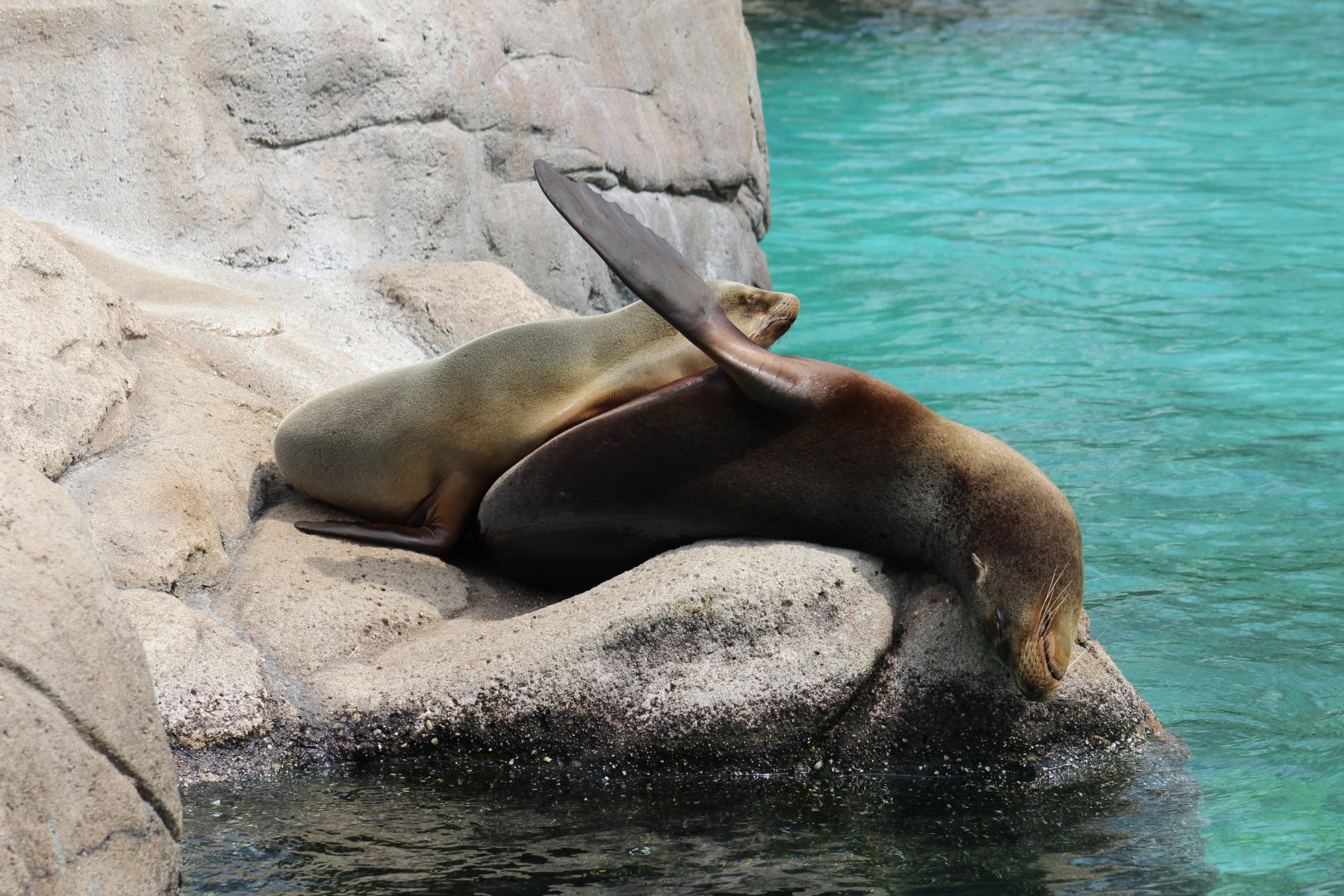 California Sea Lions
