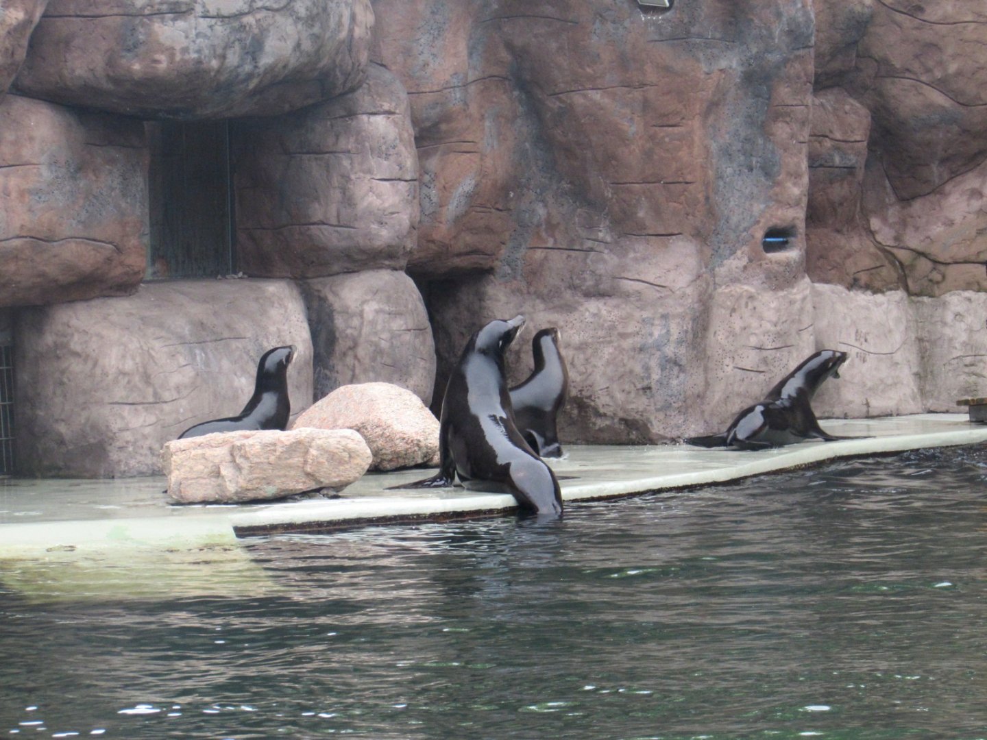 California Sea Lions