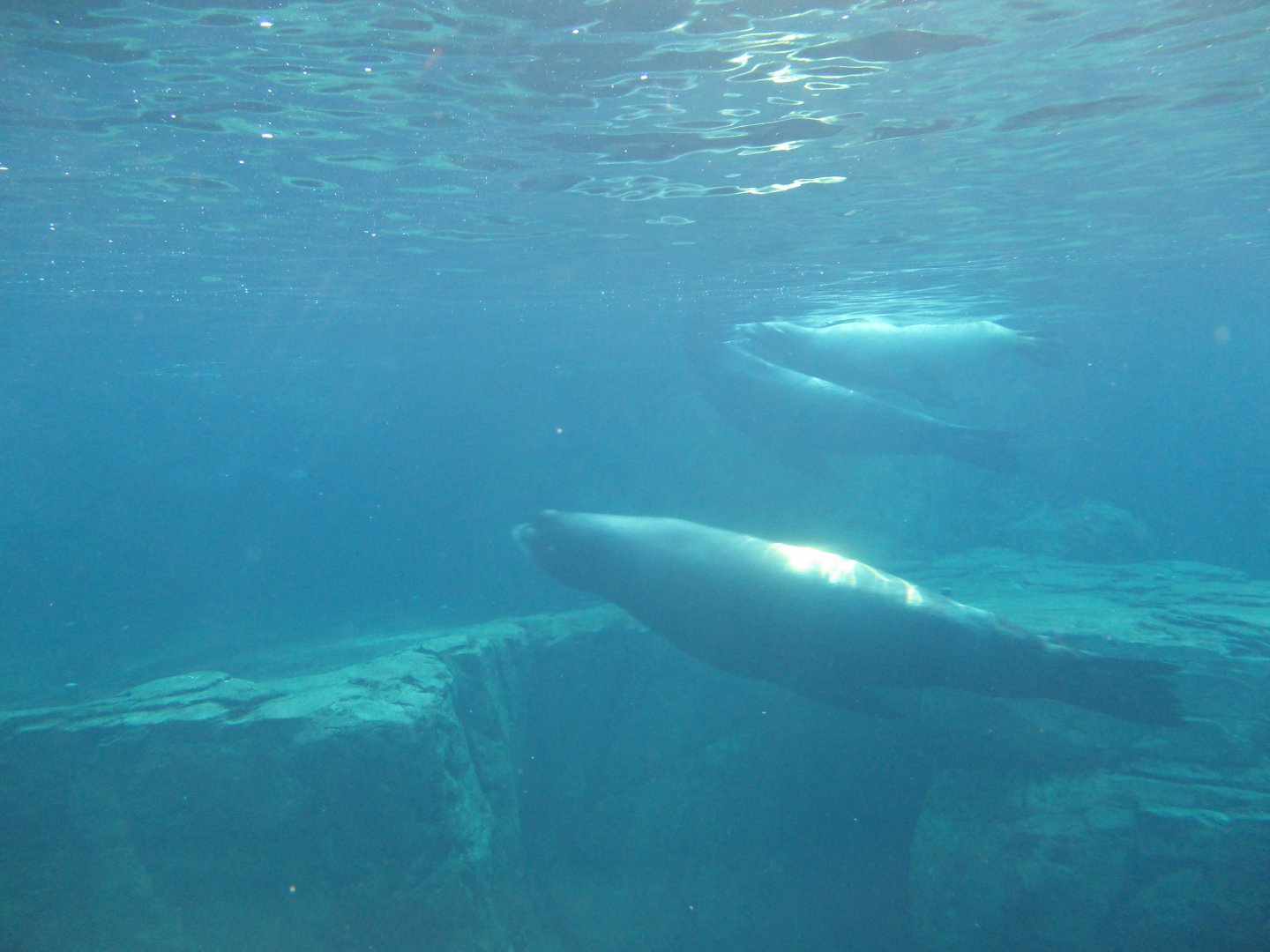 California sea lions