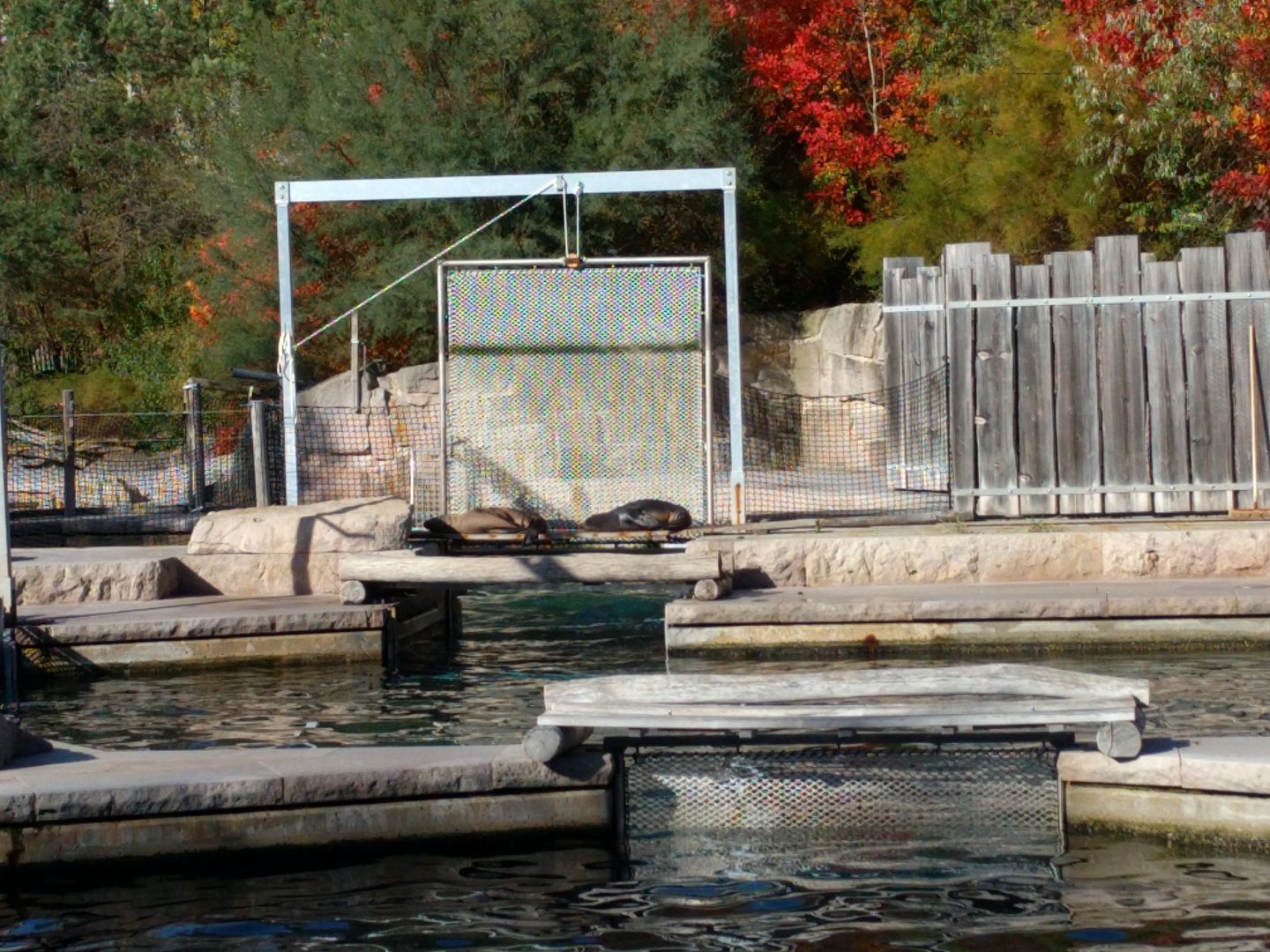 California Sea Lions