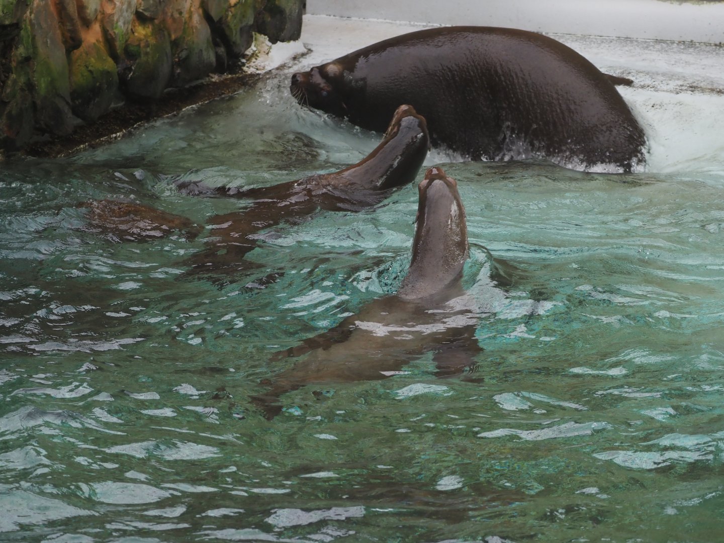 California sea lions