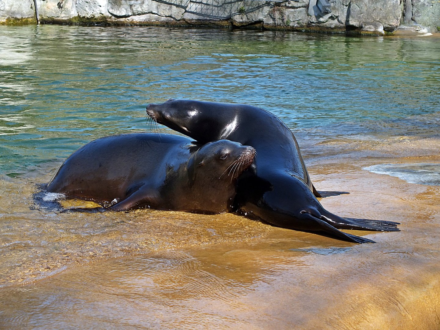 California sea lions