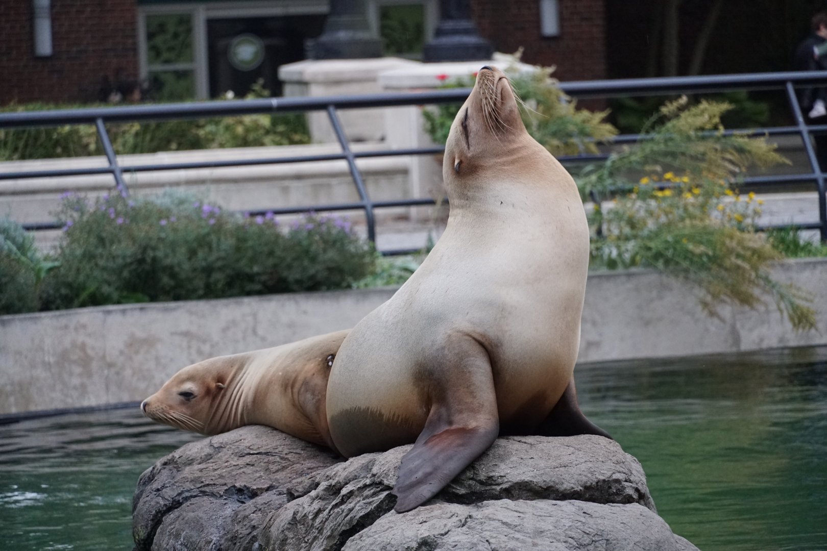 California sea lions