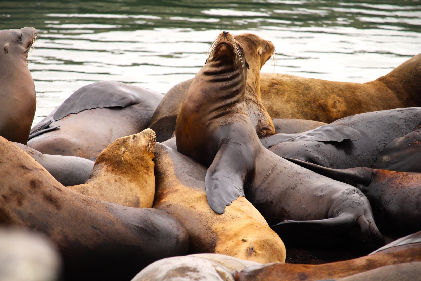 California Sea Lions