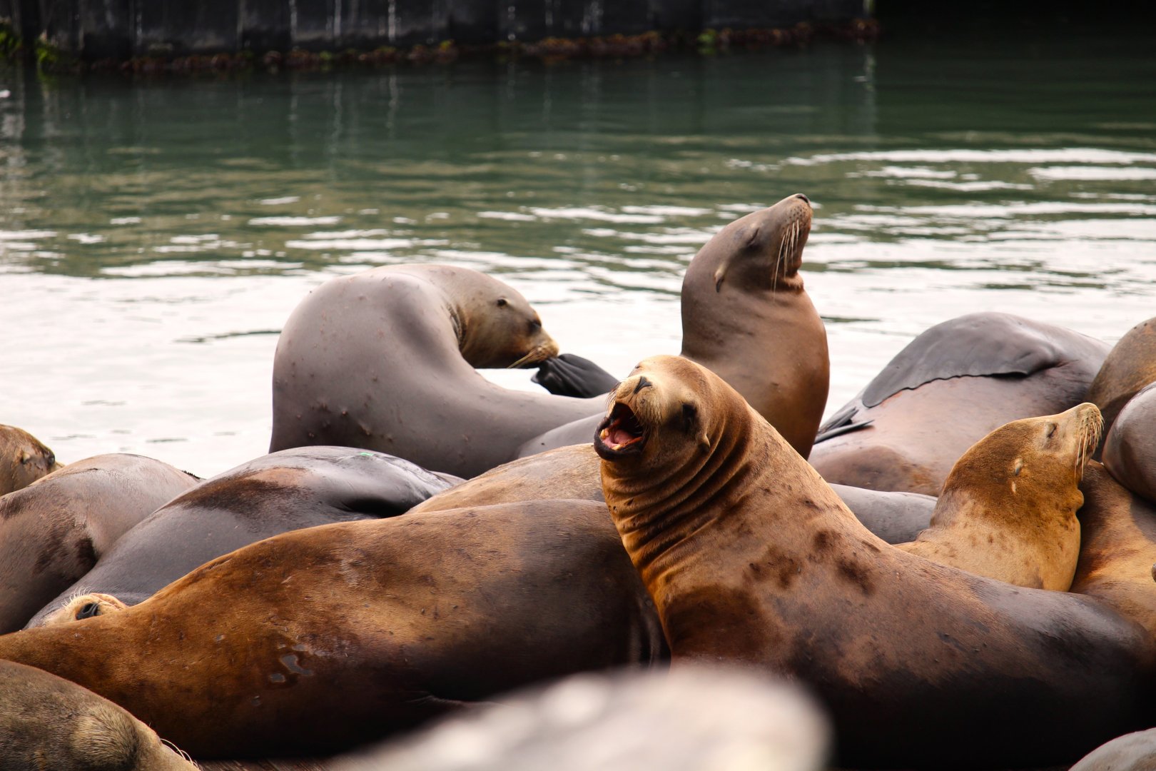 California Sea Lions