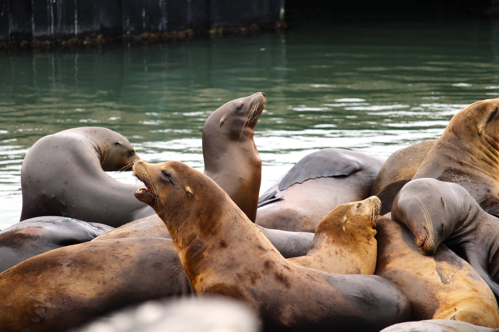 California Sea Lions