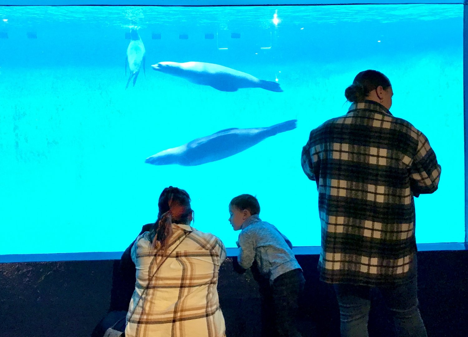 California Sea Lions