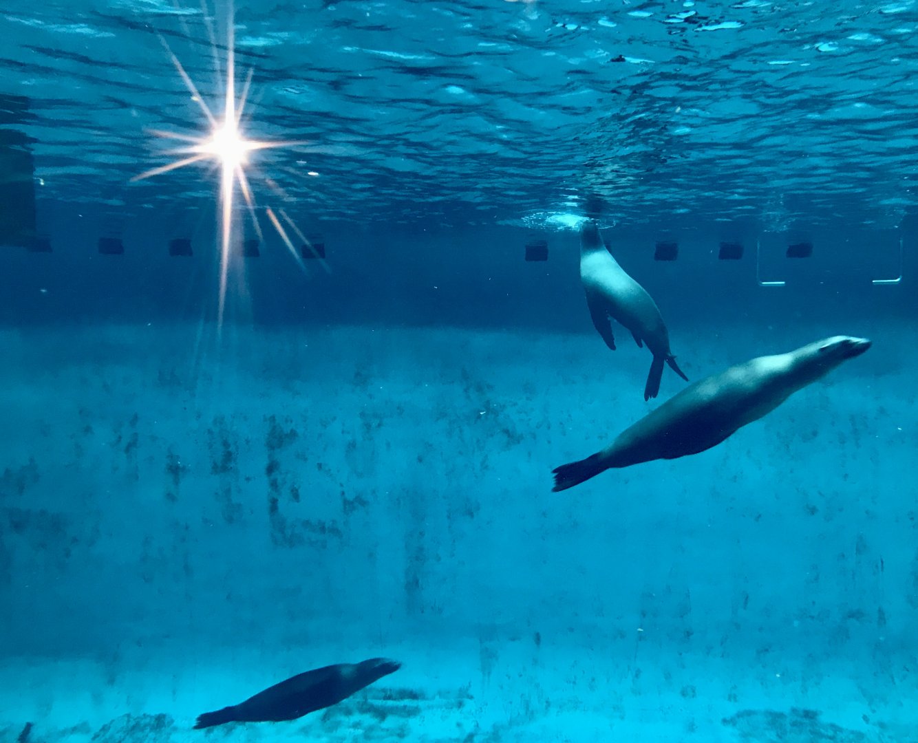 California Sea Lions