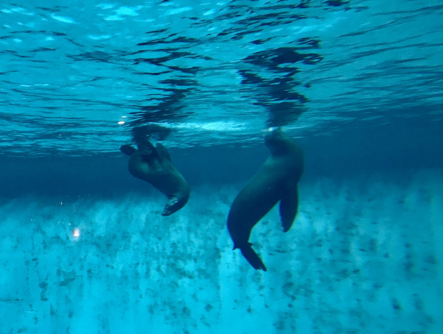 California Sea Lions