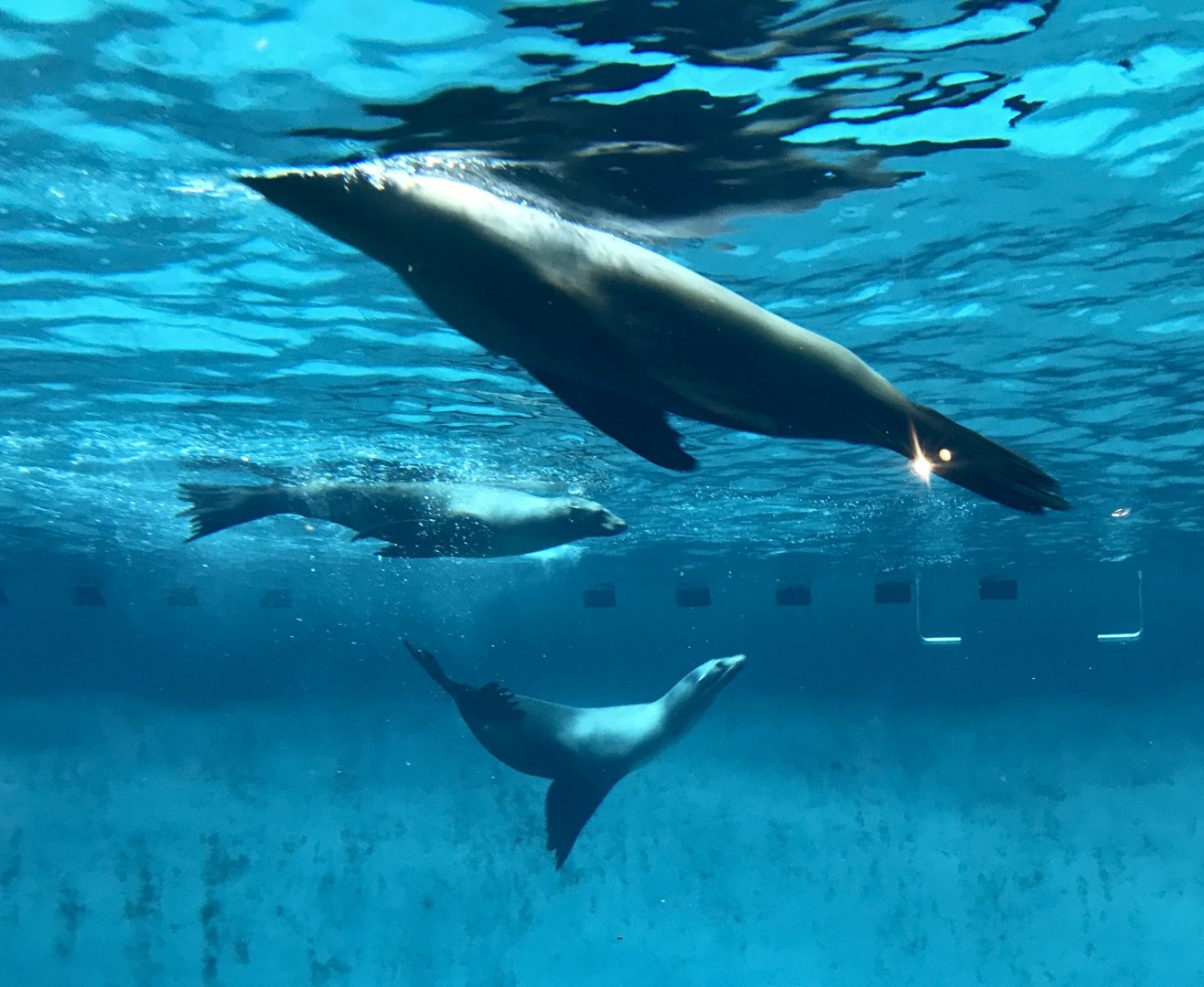 California Sea Lions
