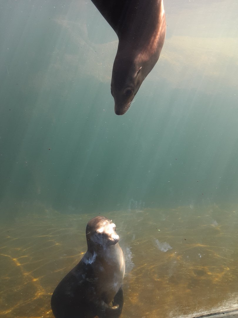 California Sea Lions