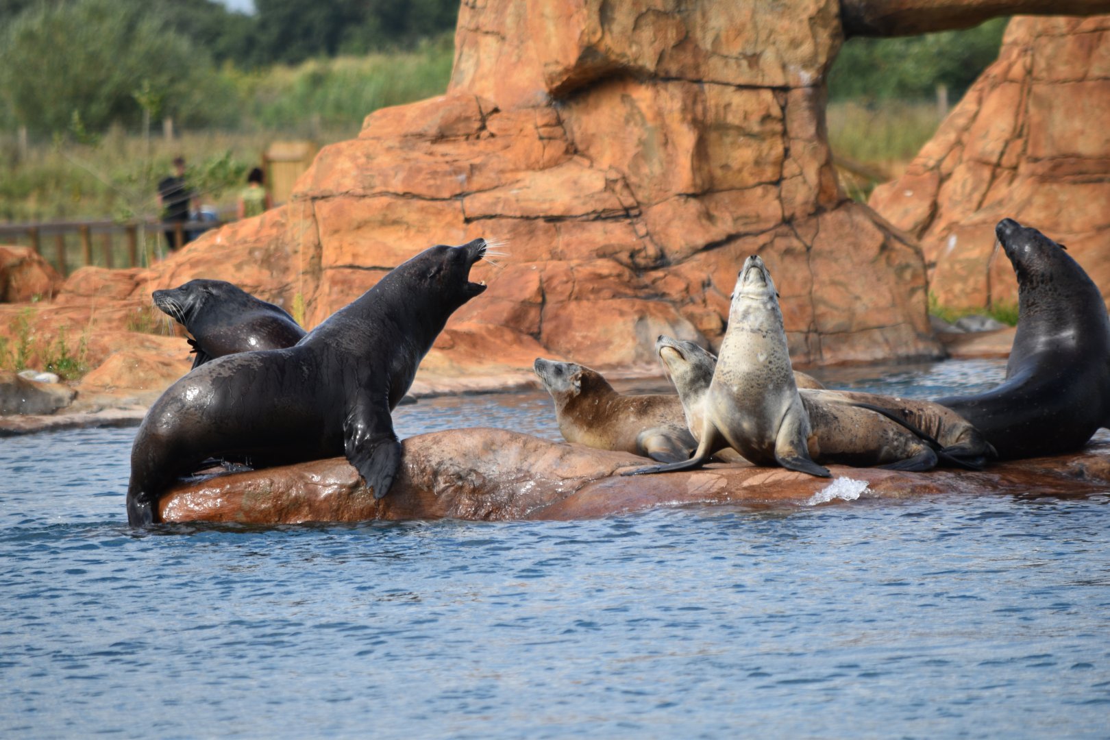 California sea lions