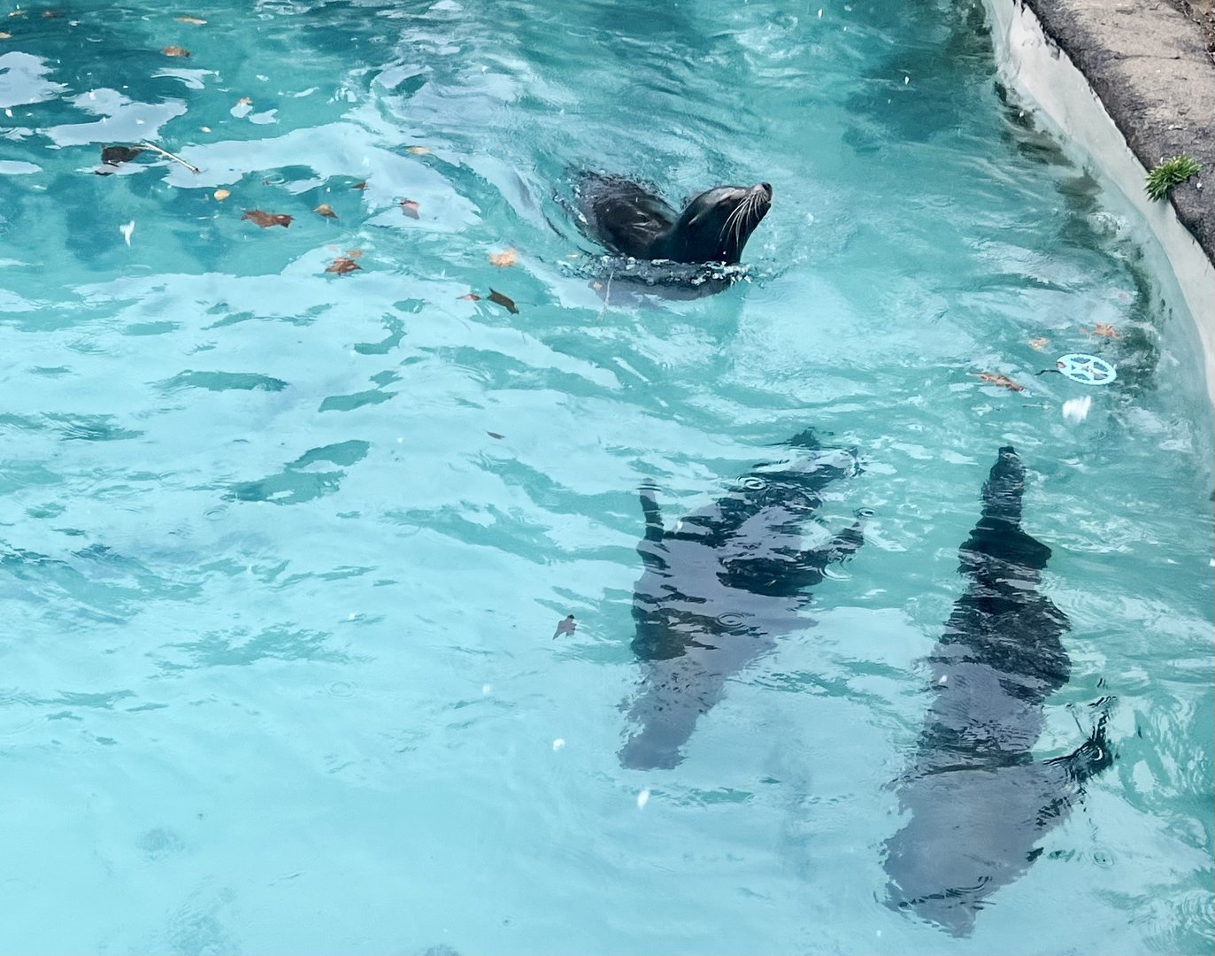 California Sea Lions