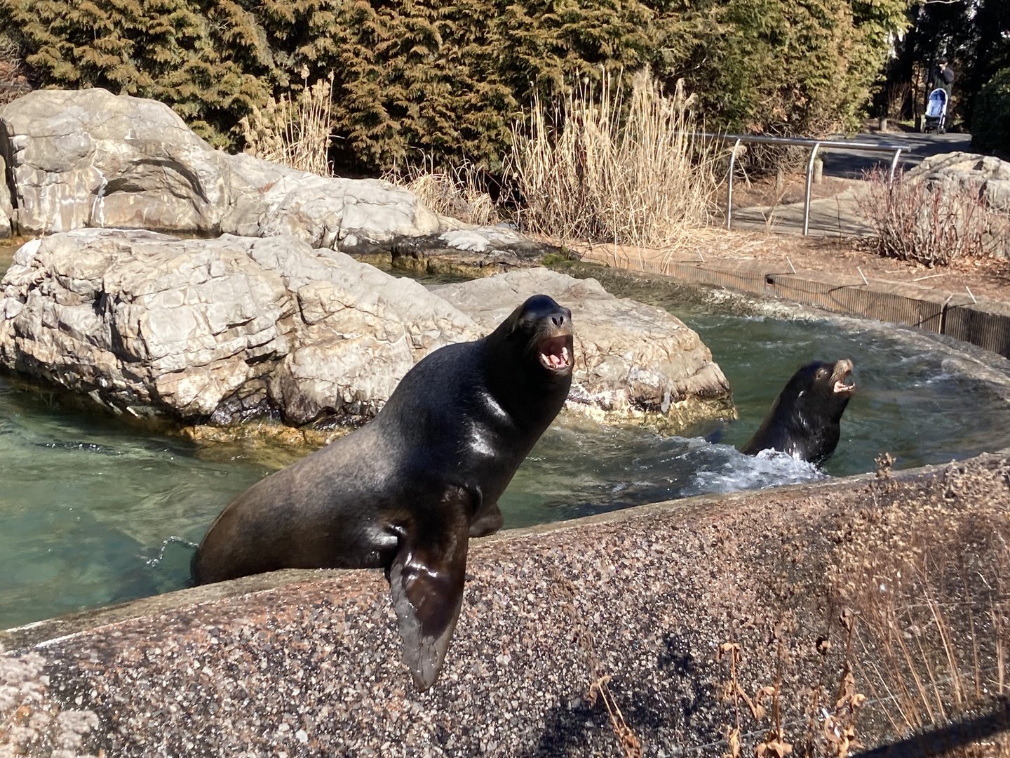 California Sea Lions