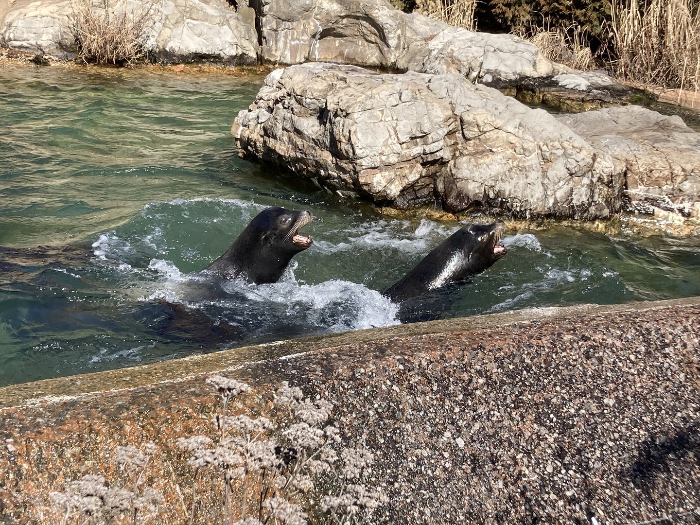 California Sea Lions