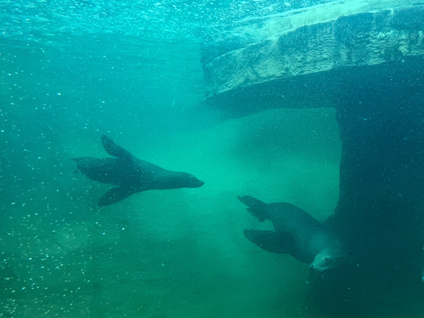 California Sea Lions