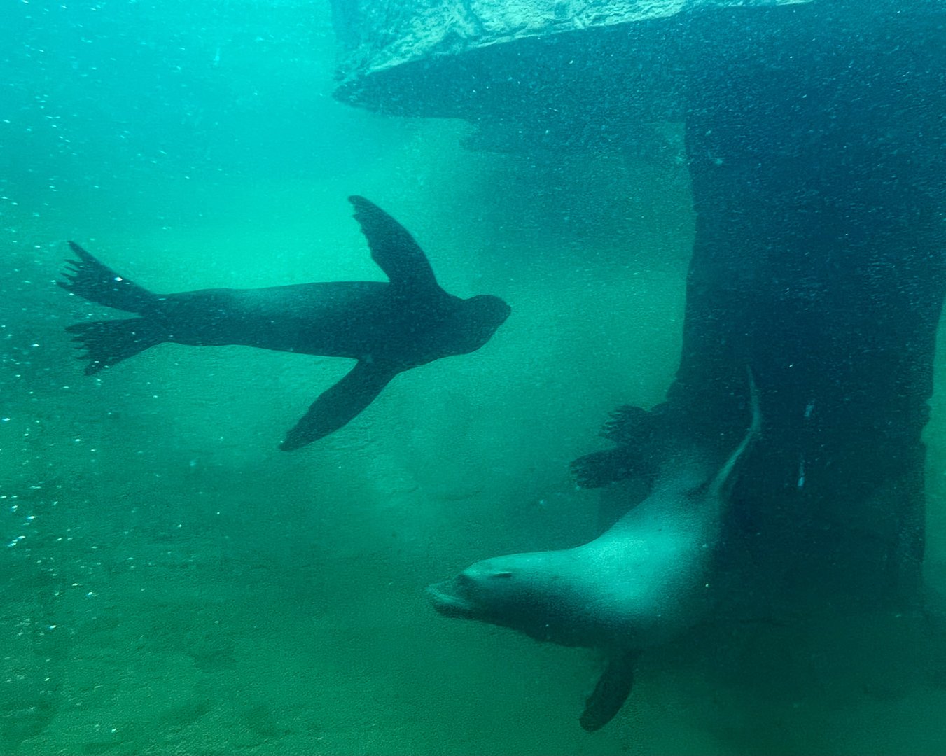 California Sea Lions