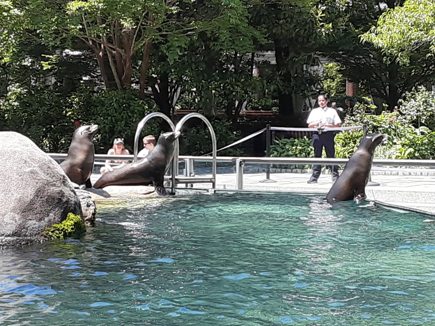 California Sea Lions