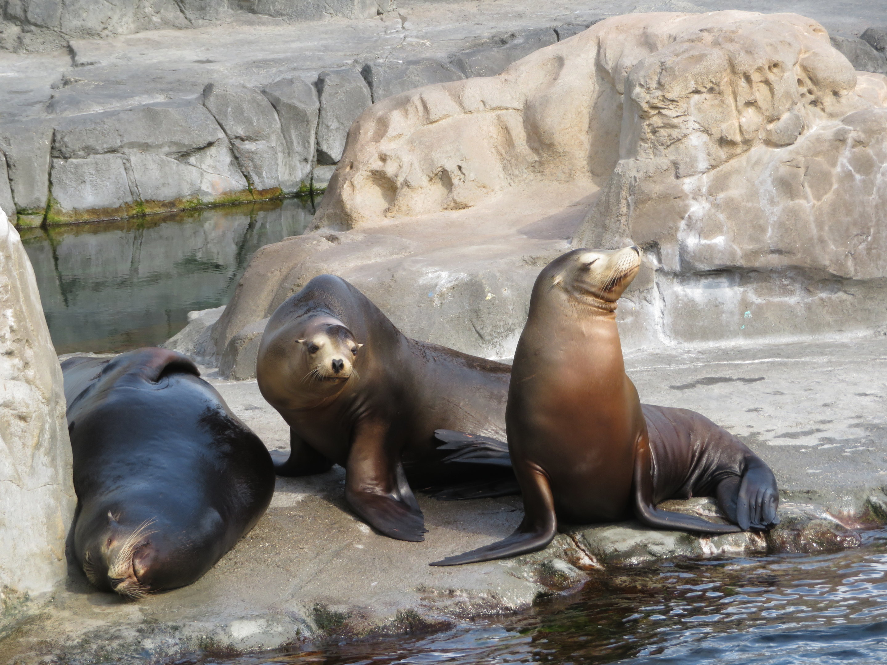 California Sea Lions
