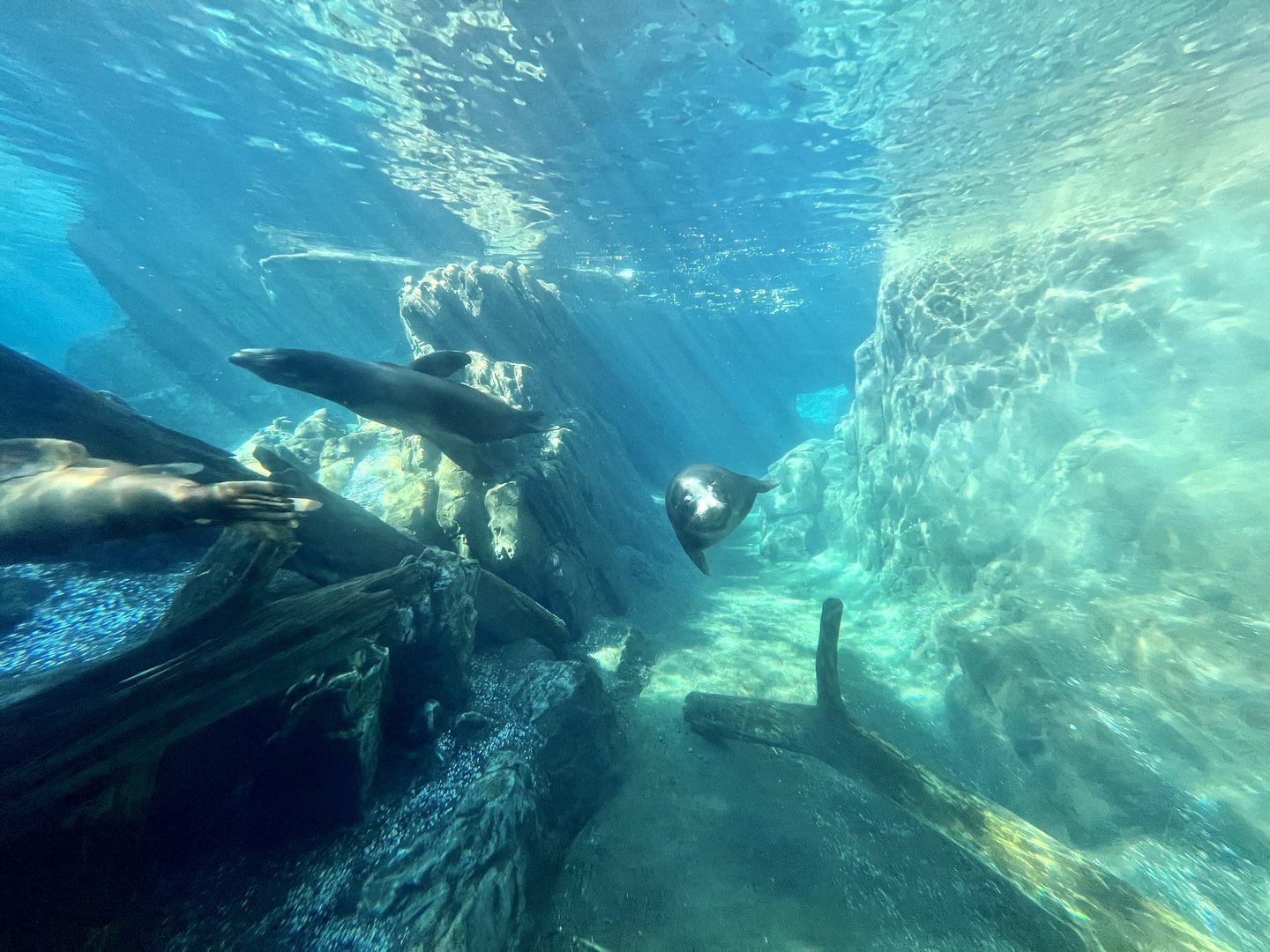 California Sea Lions