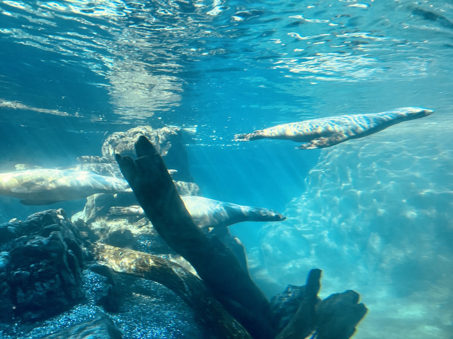 California Sea Lions