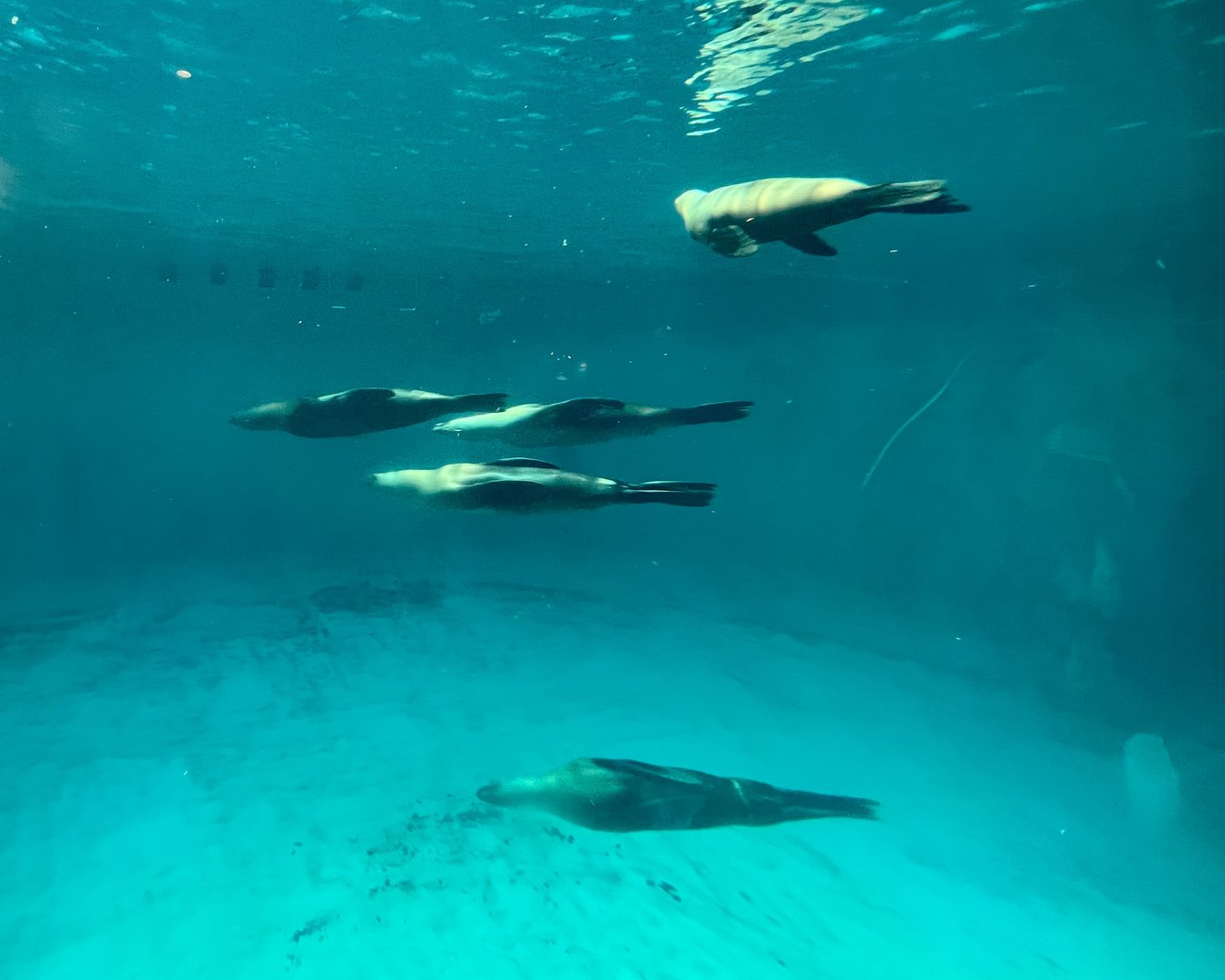 California Sea Lions
