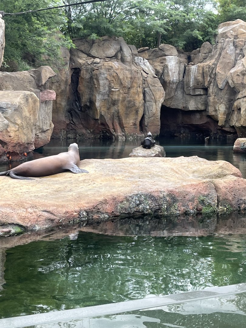 California Sea Lions